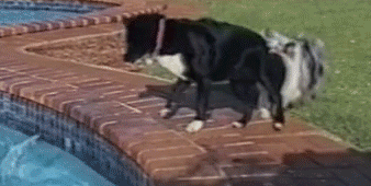 A black labrador tries to get a ball out of a swimming pool while a really fluffy collie holds their tail to stop them falling in, they succeed in their endeavour.